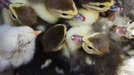 Cute little ducklings stick together by one big family