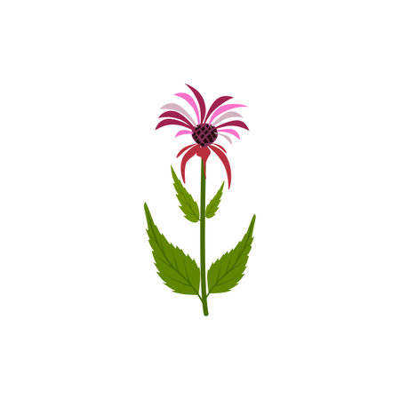Bee balm, Monarda Illustration of a plant in a vector with flow iconのイラスト素材