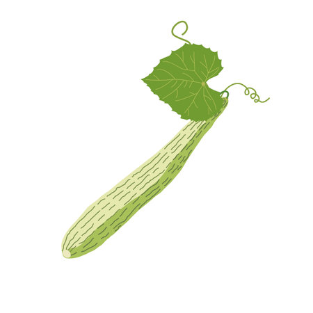 Zucchini isolated on white background. Vector illustration of vegetables.のイラスト素材