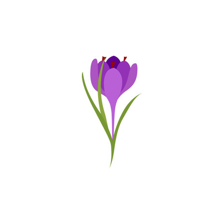 Saffron crocus flower. Crocus sativus. Saffron crocus flower. Crocus sativus. Healing Herbs for design natural cosmetics, aromatherapy, medicine. Vector illustration isolated on white background.のイラスト素材