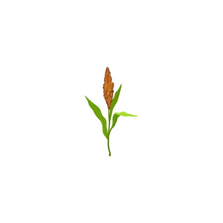 Sorghum flowering plants. Grain sorghum. Sorghum plants with brown. Vector illustration isolated on white background. For template label, packing, web, menu, logo, textile, iconのイラスト素材