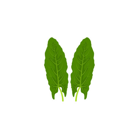 Sorrel also called common sorrel or garden sorrel, spinach dock and narrow-leaved dock. Vector illustration isolated on white background. For template label, packing, web, menu, logo, textile, iconのイラスト素材