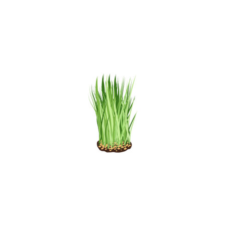 Wheatgrass. Wheatgrass stock. Nutritious homegrown wheatgrass. Superfood vegetable barley grass plants. Vector illustration isolated on white background. For template label, packing, web, iconのイラスト素材