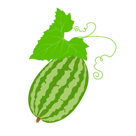 Cucamelon, mouse melon. Vector illustration isolated on white background. For template label, packing, web, menu, logo, textile, iconのイラスト素材