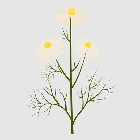 German chamomile plant, Manzanilla, Matricaris, Hungarian Chamomile, Sweet False Chamomile and Blue Chamomile. Vector illustration isolated on white background. For template label, packing, web, iconのイラスト素材
