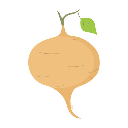Jicama root. Mexican turnip or jicama bulb root, farm market veggie. Vector illustration isolated on white background. For template label, packing, web, menu, logo, textile, iconのイラスト素材