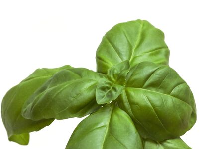 Young fresh juicy green sprig of basilの写真素材