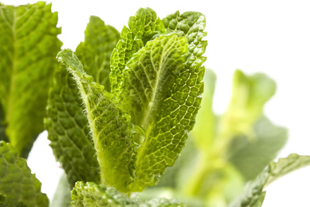 young stems of mint scented with dew dropの写真素材