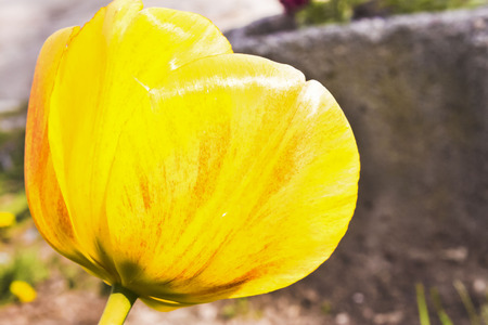 Yellow sunny tulip prettyの写真素材