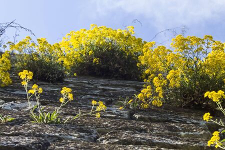 yellow wild flowers on the old stones