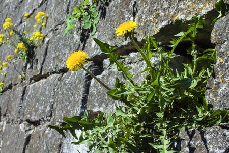 yellow blooming dandelions on gray stonesの写真素材