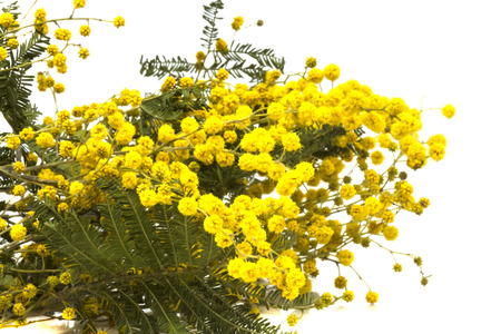 with small flowers mimosa branchの写真素材