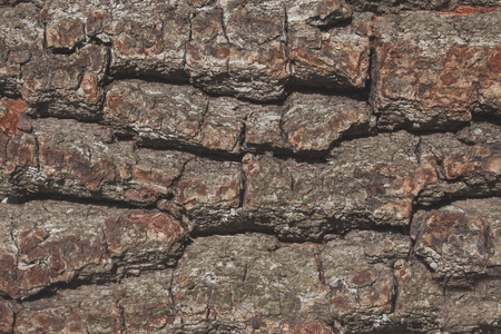 wooden oak bark horizontally close