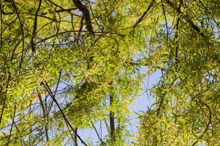 weeping willow blooms from the bottom upの写真素材