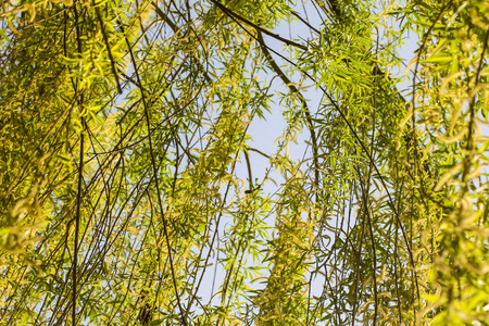 weeping willow branches closeの写真素材