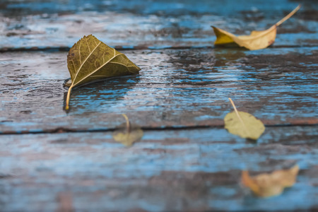 wet fallen leaves on an old tableの写真素材