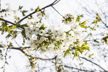 white cherry blossoms in the early morningの写真素材