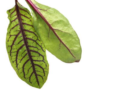 Two green with red veins lettuce