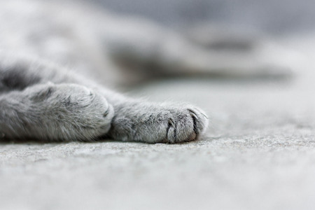 gray tabby cat sleeping on the pavement pet summer daylightの写真素材
