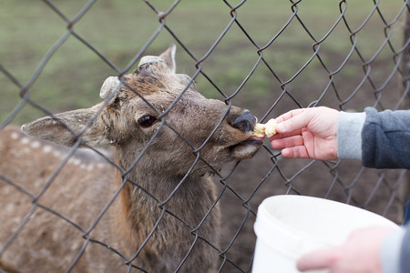 Male feeds young fawn over the net from a bucketの写真素材