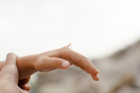 The father holds the child's hand on which a small insect sits. Summer, the sea, sunburn, people and nature relationship.の写真素材