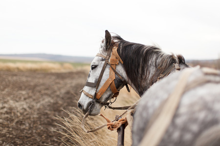 A horse in apples with a cart is in the field, looking away, profile. Daylight, horizontal image.の写真素材