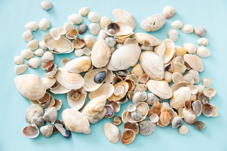 Many sea shells lie on a blue background.の写真素材