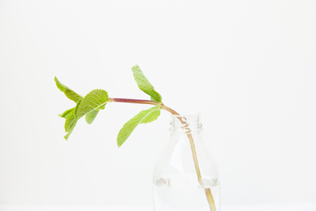 Homemade lemonade with water, lemon and mint leaves in a glass on a white background. Daylight, open space for your text.の写真素材