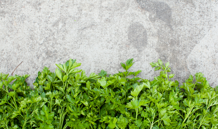 Green leaves of parsley lie on a concrete background. Open space for your text, daylightの写真素材