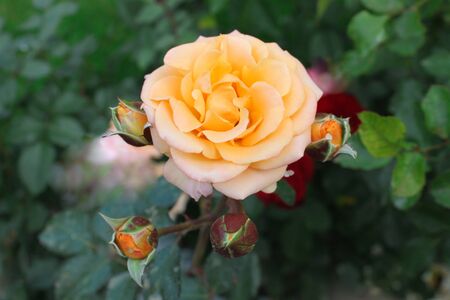 Beautiful Bunch of yellow roses in a spring garden. Rose garden.の写真素材