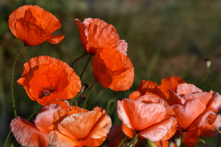 Overblown poppiesの写真素材