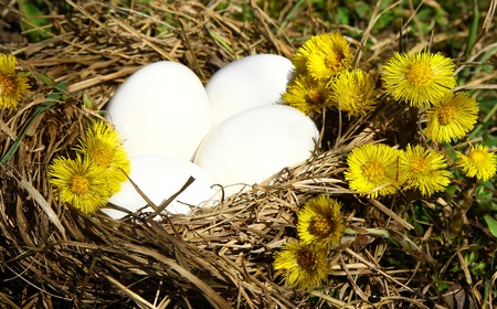 Easter eggsの写真素材