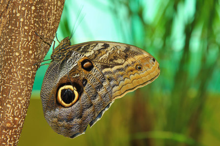 Caligo eurilochus, night butterfly