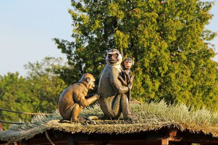 monkey's family