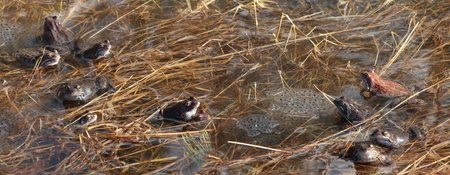 Frogs in a pond laying eggs