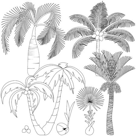 Set of palm trees vector illustrationのイラスト素材