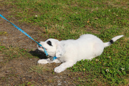 Puppy's tug of war