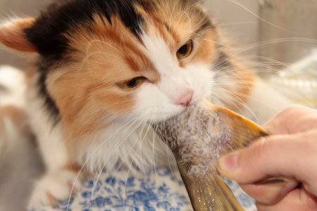 Red cat trying to steal pike's tailの写真素材