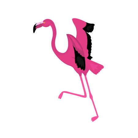 Cute pink flamingo isolated on white backgroundのイラスト素材