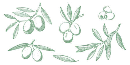 Olive sketch branches collection isolated on white background, olives vector hand drawn illustrationのイラスト素材