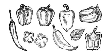 Pepper hand drawn vector illustration. Fresh organic vegetable, hot pepper in engraved style. Detailed food drawing.のイラスト素材