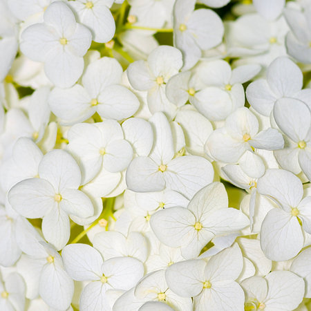 beautiful hydrangeaの写真素材