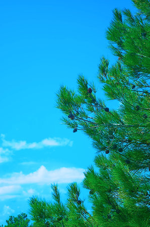 beautiful fir tree with pine cones