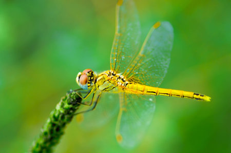 beautiful dragonfly in a nature
