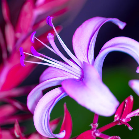 beautiful violet lilyの写真素材