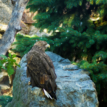golden eagle in a wildlife