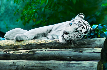 Sleep white tigerの写真素材
