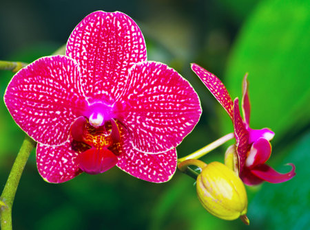 beautiful pink orchid vandaの写真素材
