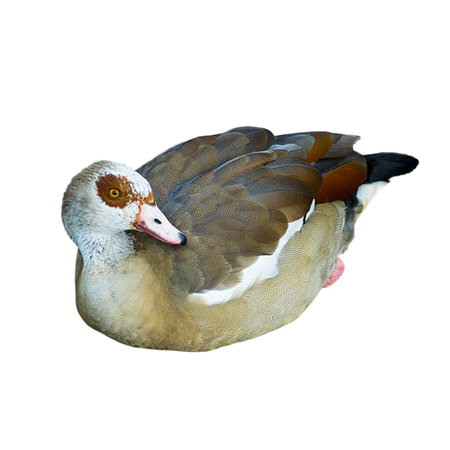 Egiptian goose isolated on a white backgroundの写真素材