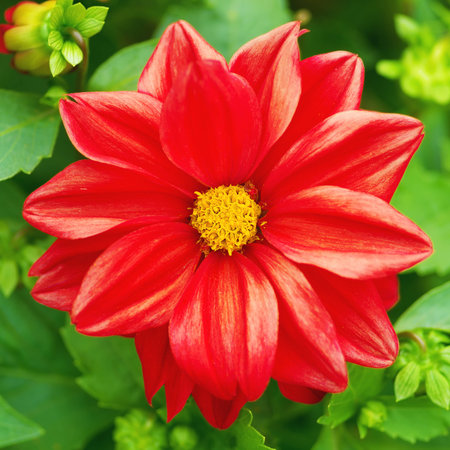 beautiful red flowerの写真素材